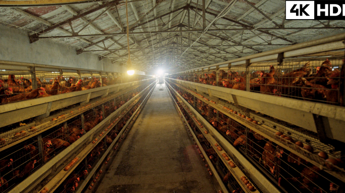 乡村现代化养鸡场公鸡母鸡鸡蛋素材