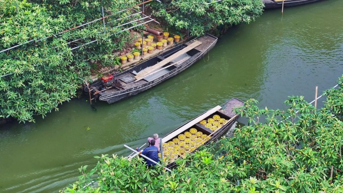 东山白玉枇杷采摘运输