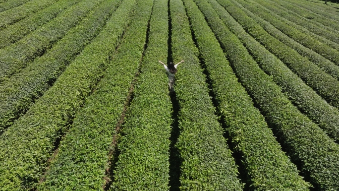 航拍定心茶园4K高清视频素材大片