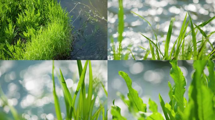 水边绿草清新生长 水岸植物自然风光
