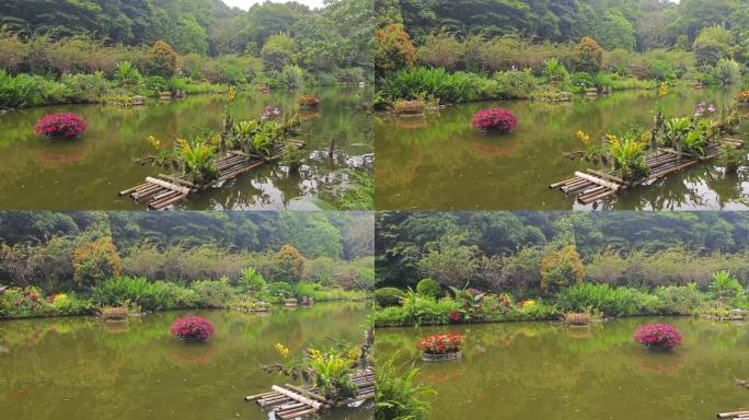 湖面上的水生植物景观