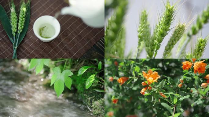 小满 节气 麦田麦浪  小麦灌浆 下雨
