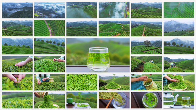 茶园采茶 泡茶龙井
