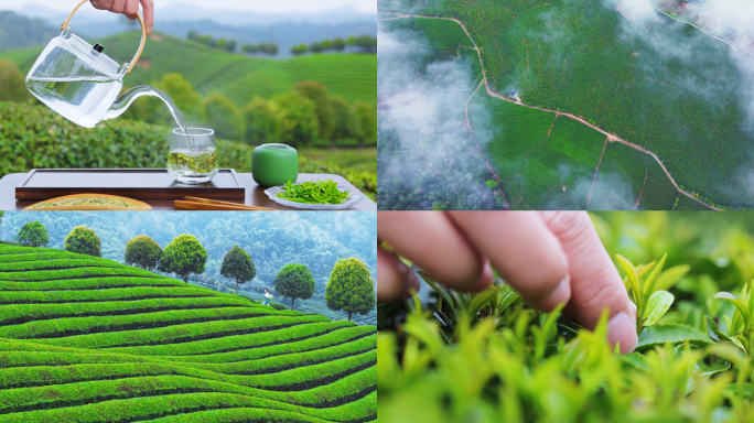 茶园采茶 泡茶龙井