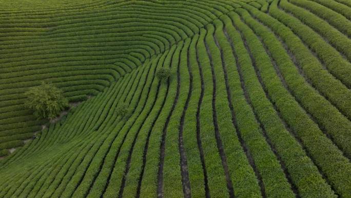 信阳毛尖茶山风光航拍