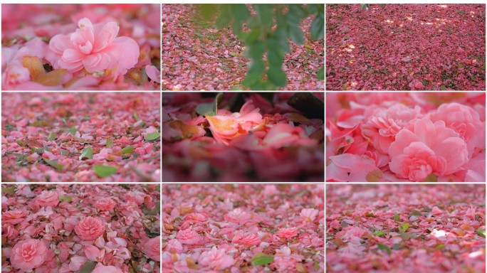 花朵凋零掉落满地花瓣