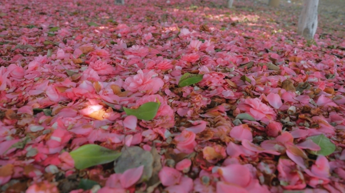 花朵凋零掉落满地花瓣