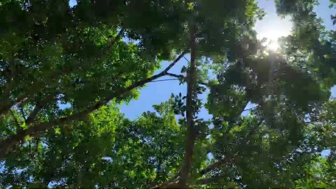 蓝天树木阳光