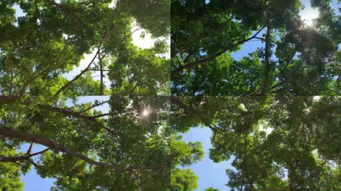 蓝天树木阳光