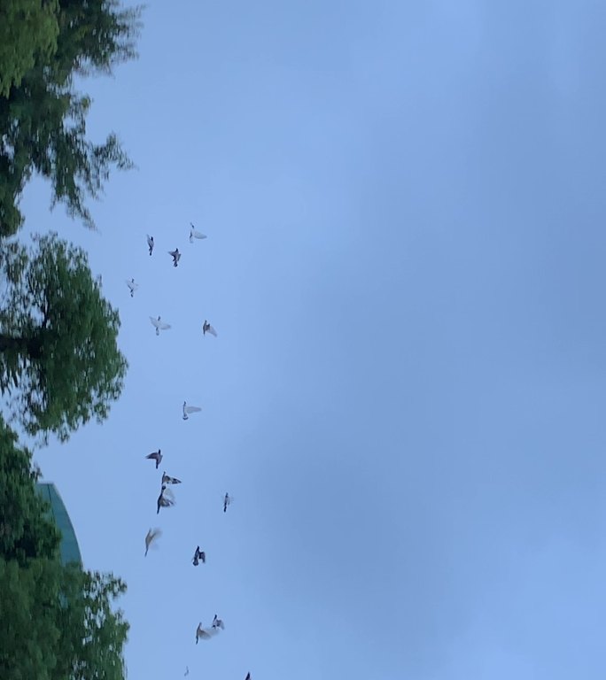 飞鸟
