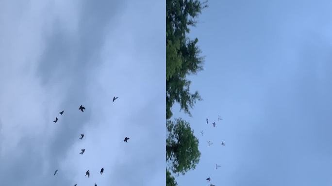 飞鸟