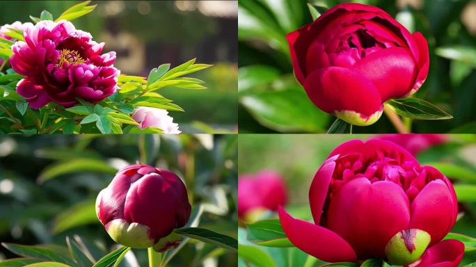 牡丹花花开延时合集