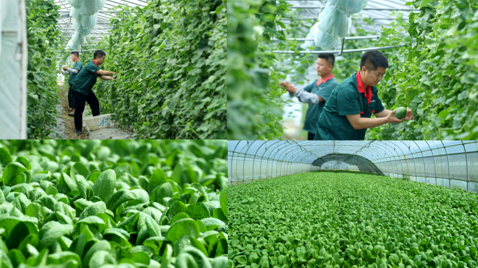 温室大棚蔬菜香瓜甜瓜种植