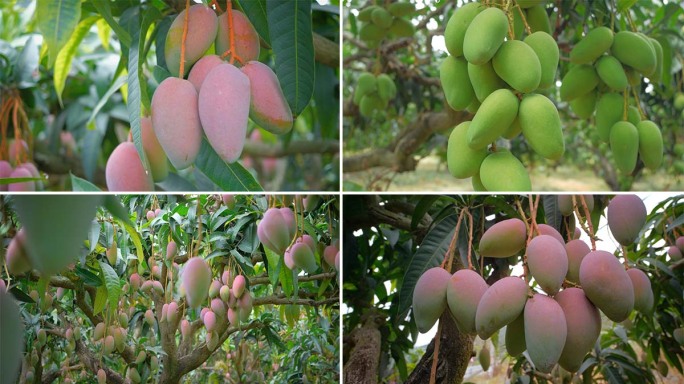 海南芒果园丰收景象