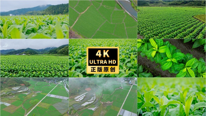 4K烟草香烟种植丰收航拍烟田烟叶生长
