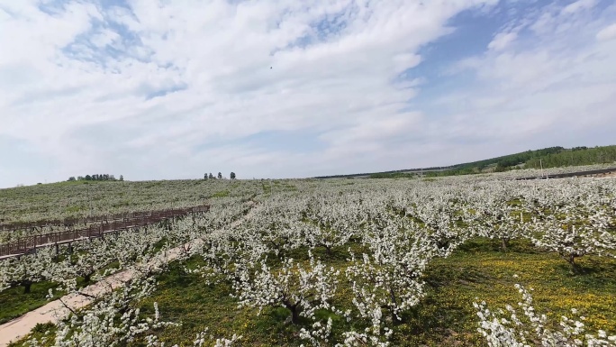 穿越机航拍延边苹果梨花-花飞-优秀