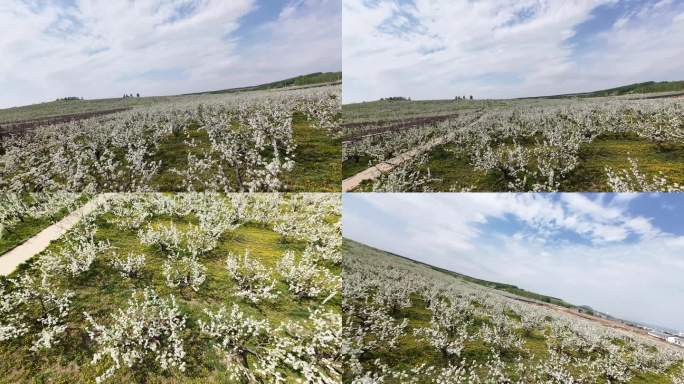 穿越机航拍延边苹果梨花-花飞-优秀