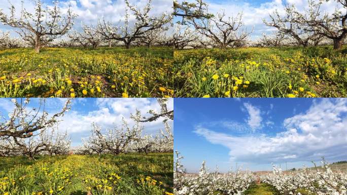 穿越机航拍延边苹果梨花0514-6