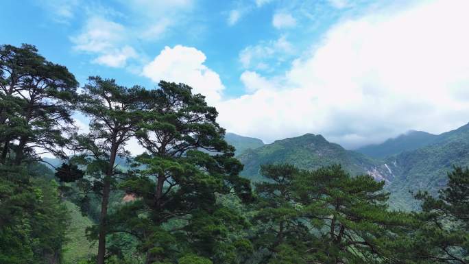 航拍松树