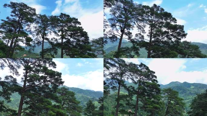 航拍松树