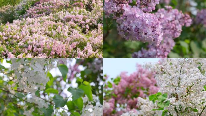 4K 哈尔滨盛开的丁香花有特写航拍