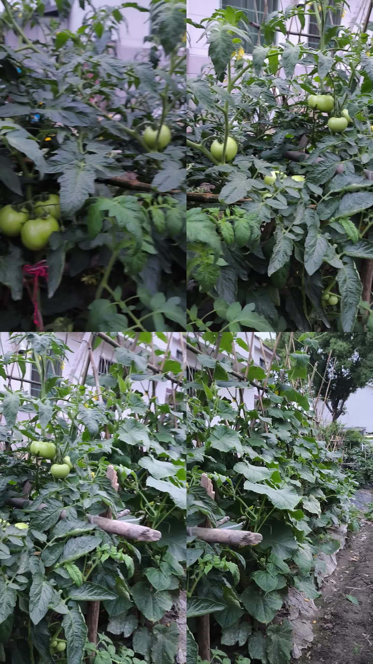 青番茄的田园风光