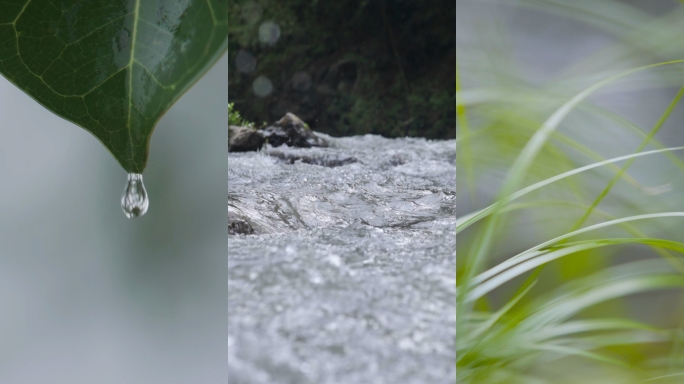 森林大自然竖屏