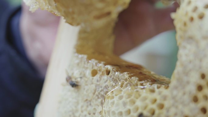 蜂巢蜂蜜原切4K