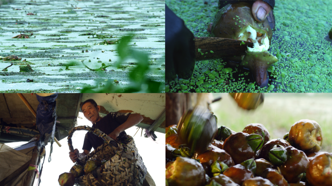 清晨江南水八仙芡实农民采摘鸡头米