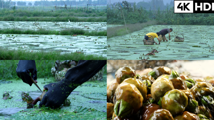 清晨江南水八仙芡实农民采摘鸡头米