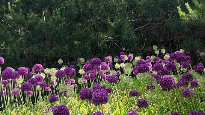 紫色大葱花盛开--紫竹院绣球花