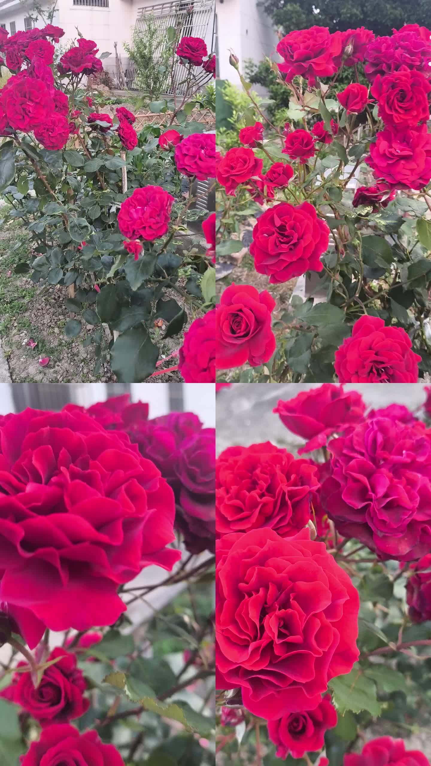 娇艳欲滴的红色月季