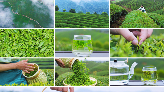 茶园采茶 泡茶龙井 茶文化