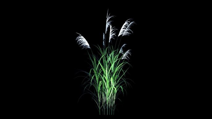 芦苇 植物 绿色 循环