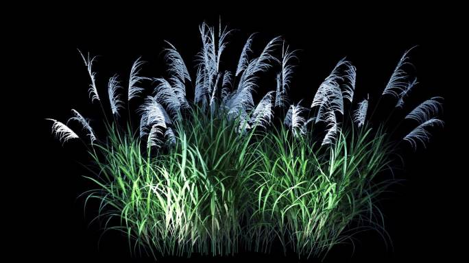 芦苇循环 生长 生态 植被