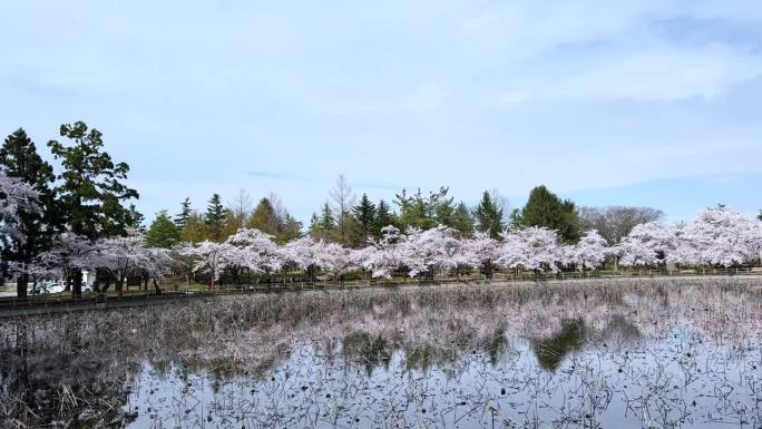 樱花在青森樱花公园的宁静池塘旁绽放，春天的宁静场景。