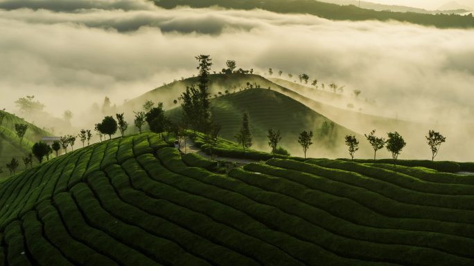 翠绿茶山云海景观