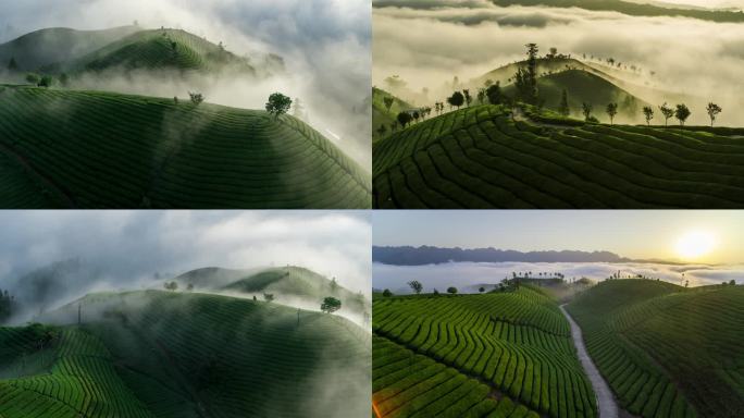 翠绿茶山云海景观