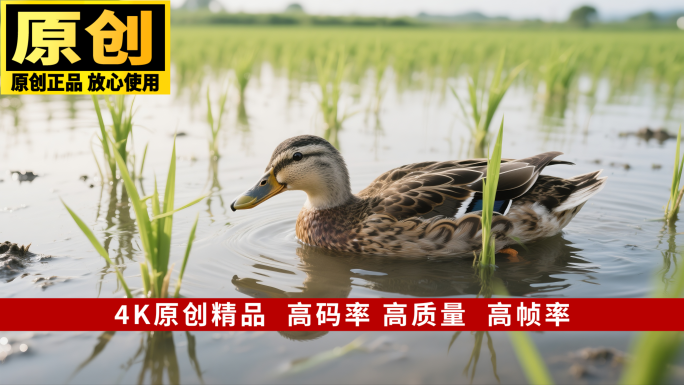 水稻特写鸭子游水蝴蝶蜻蜓绿叶稻