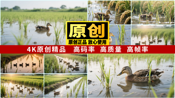 水稻特写鸭子游水蝴蝶蜻蜓绿叶稻