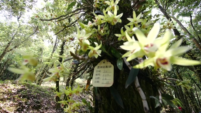 贵州安龙石斛谷石斛开花