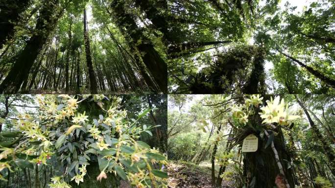 贵州安龙石斛谷石斛开花