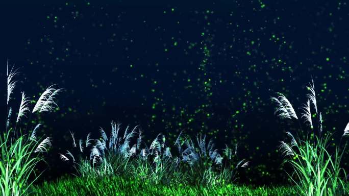 芦苇 飞鸟 粒子 夜景 横移 唯美