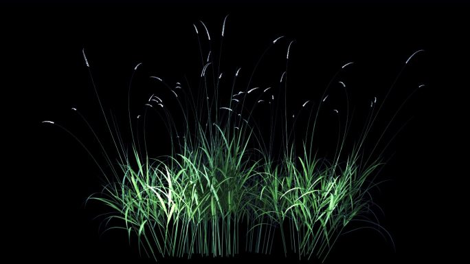 芦苇生长 生态 植物 绿色 环境 摇曳