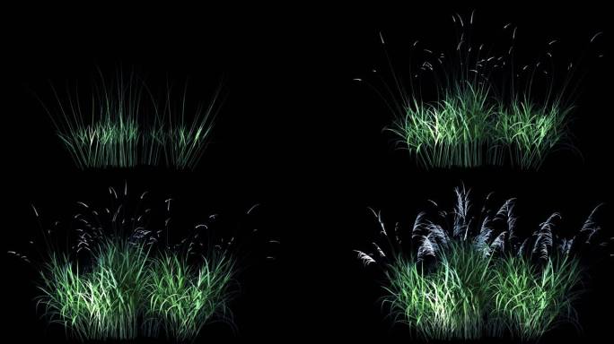 芦苇生长 生态 植物 绿色 环境 摇曳