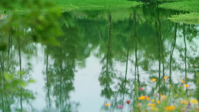 自然生态风景公园湿地生态公园
