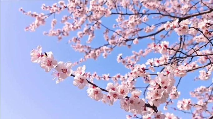 蓝天下的杏花