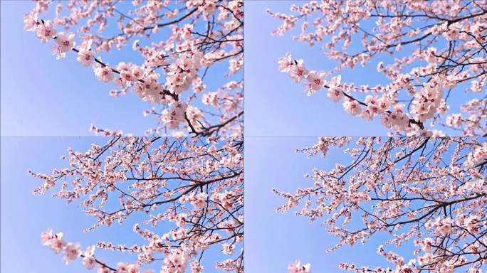 蓝天下的杏花