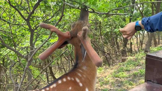 人与自然和谐共处 野生梅花鹿觅食