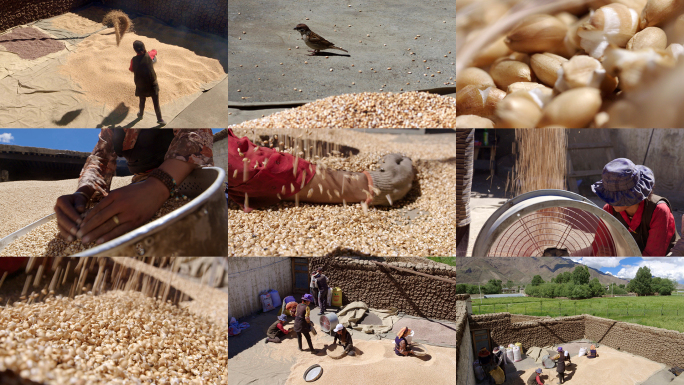 西藏美食 炒青稞 传统手工